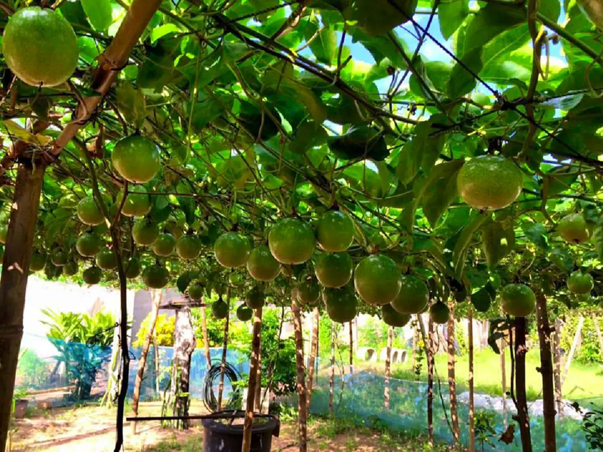 เสาวรส 2