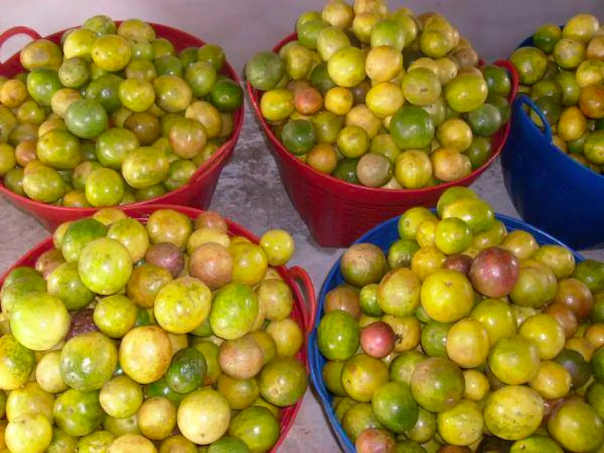 เสาวรส 5