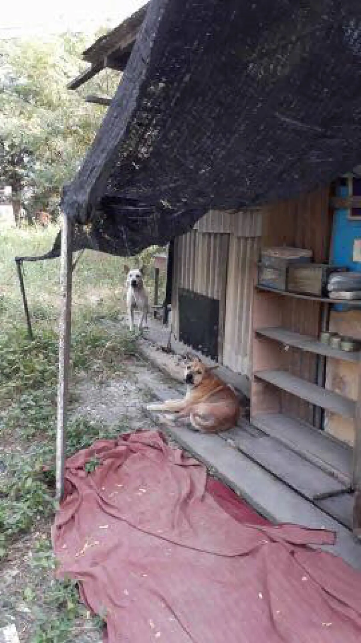 น่าสงสารจับใจ ลุงชราอาศัยอยู่กับสุนัข 6 ตัว บ้านเป็นเพิงผุๆ จะล้มเมื่อไหร่ก็ไม่รู้ เวลาฝนตกต้องยืนหลับ ?? วอนโซเชียลช่วยลุงที (ภาพชุด)