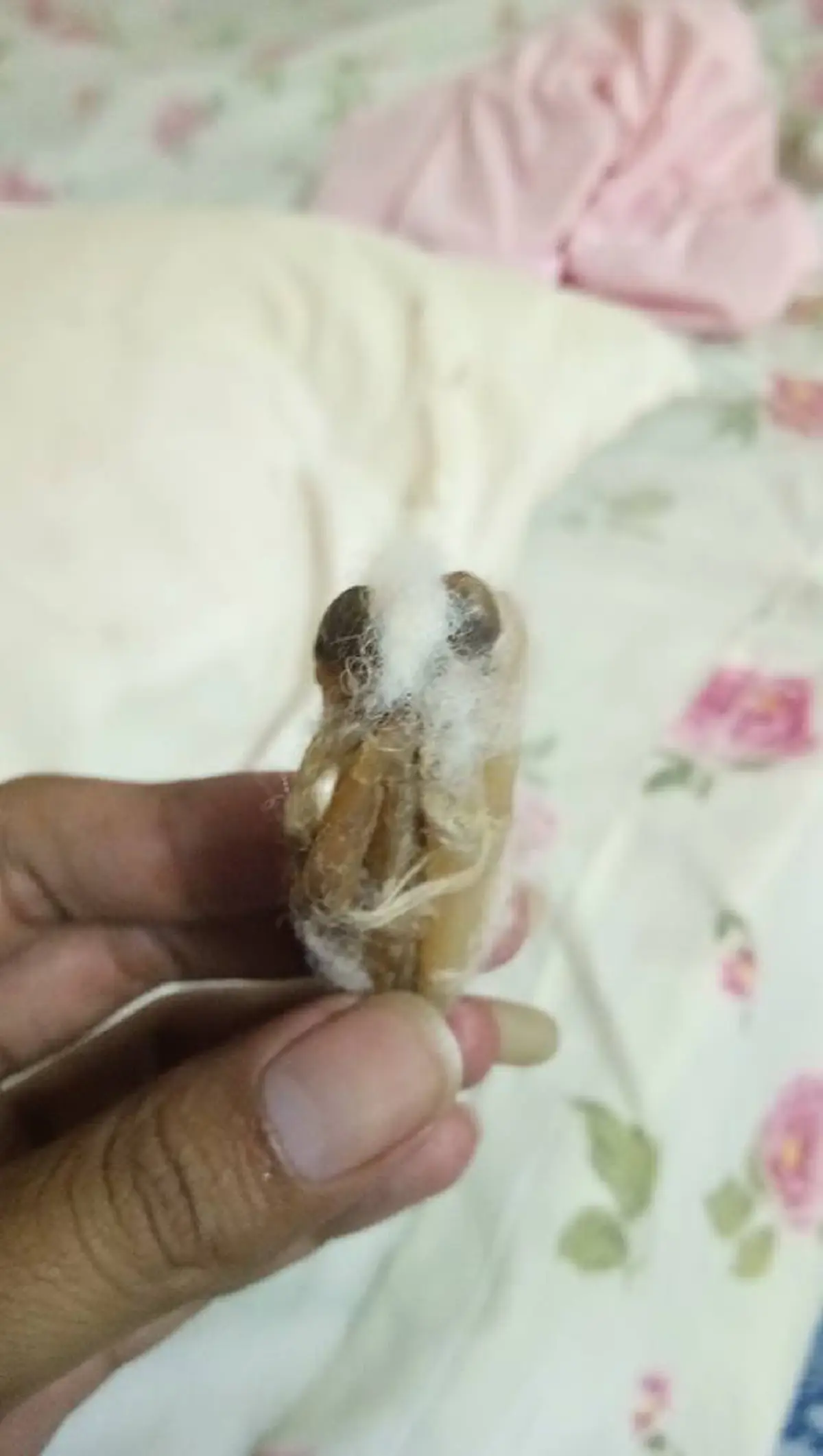 จิตตก..นอนเเทบไม่หลับ??!! ย้ายหอหักใหม่..พบบางสิ่งบางอย่างในหมอน..กรีดออกมาดูชัดๆ2ตา!!สุดสะพรึง..ขนหัวลุก!!ว่าเเต่มันคืออะไรกันเเน่??(ชมภาพ)