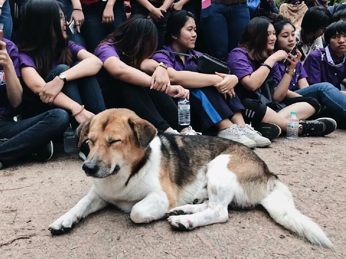 สีสันรับน้องขึ้นดอย !!!! ดูชัดๆ ไม่ใช่นิสิตมช.ใหม่นี่ ...    พี่เตี้ยและเสลี่ยงวิศวะ มาทุกปี  ไปดูกันสุดน่ารัก