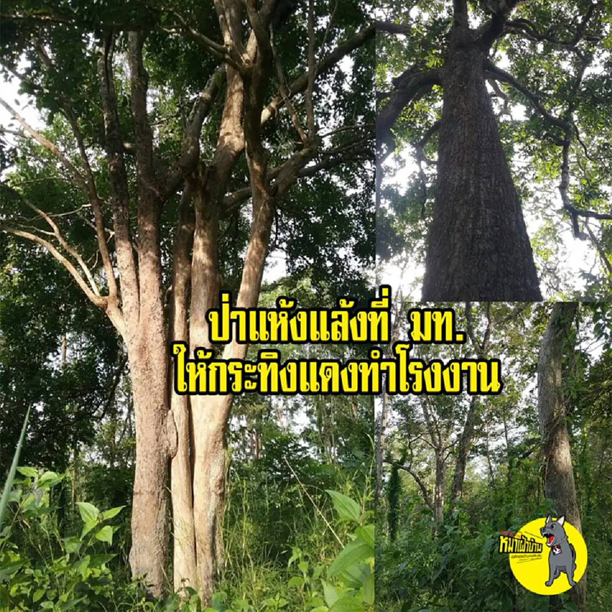แห้งแล้งยังไง?? เพจดังแฉ เปิดภาพ!! "ป่าแห้งแล้ง" ที่ "พล.อ.อนุพงษ์" เซ็นยกให้ "กระทิงแดง"!! งานนี้มีดราม่า..อย่างได้กระพริบตาเด็ดขาด??!!