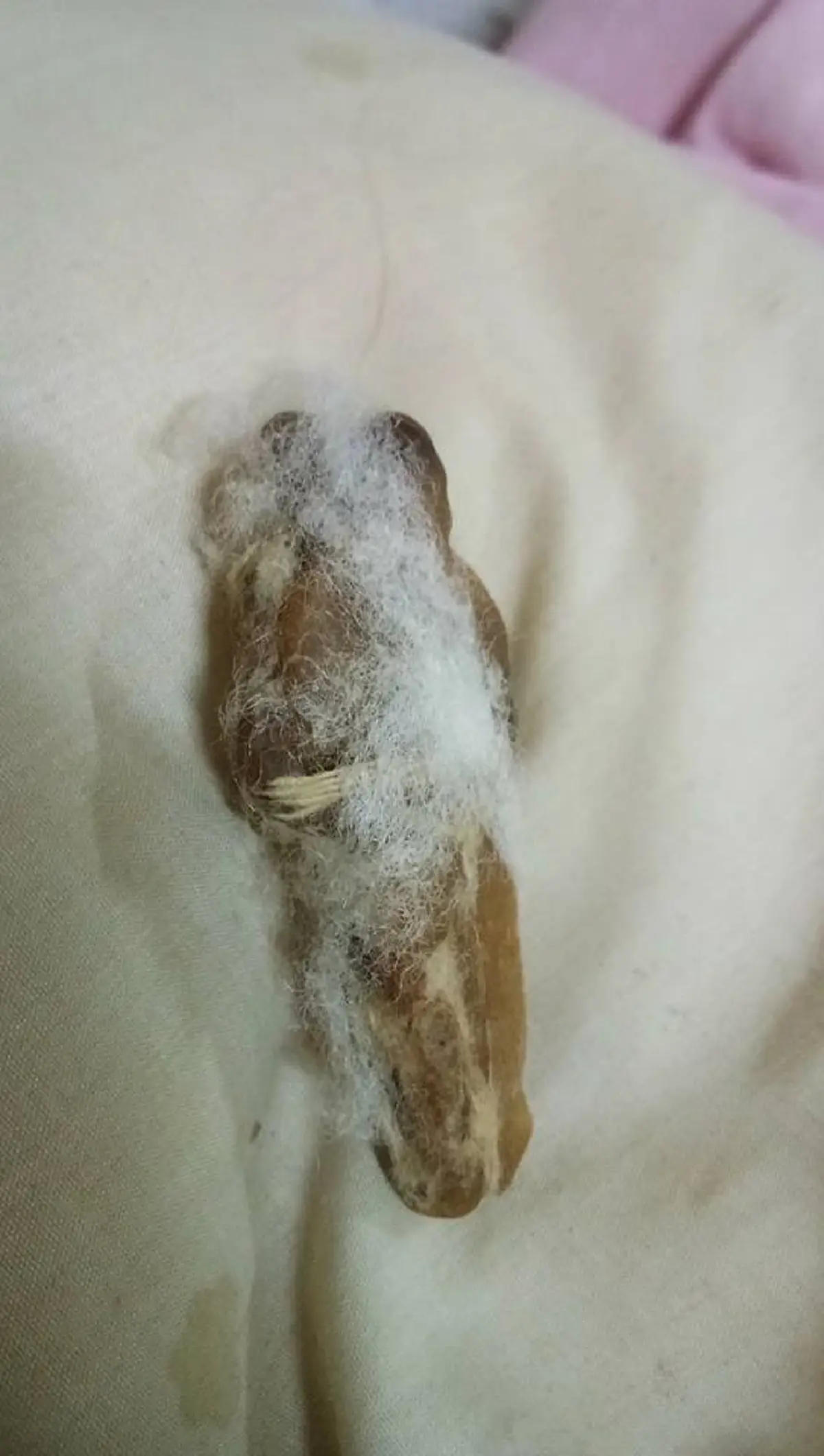 จิตตก..นอนเเทบไม่หลับ??!! ย้ายหอหักใหม่..พบบางสิ่งบางอย่างในหมอน..กรีดออกมาดูชัดๆ2ตา!!สุดสะพรึง..ขนหัวลุก!!ว่าเเต่มันคืออะไรกันเเน่??(ชมภาพ)