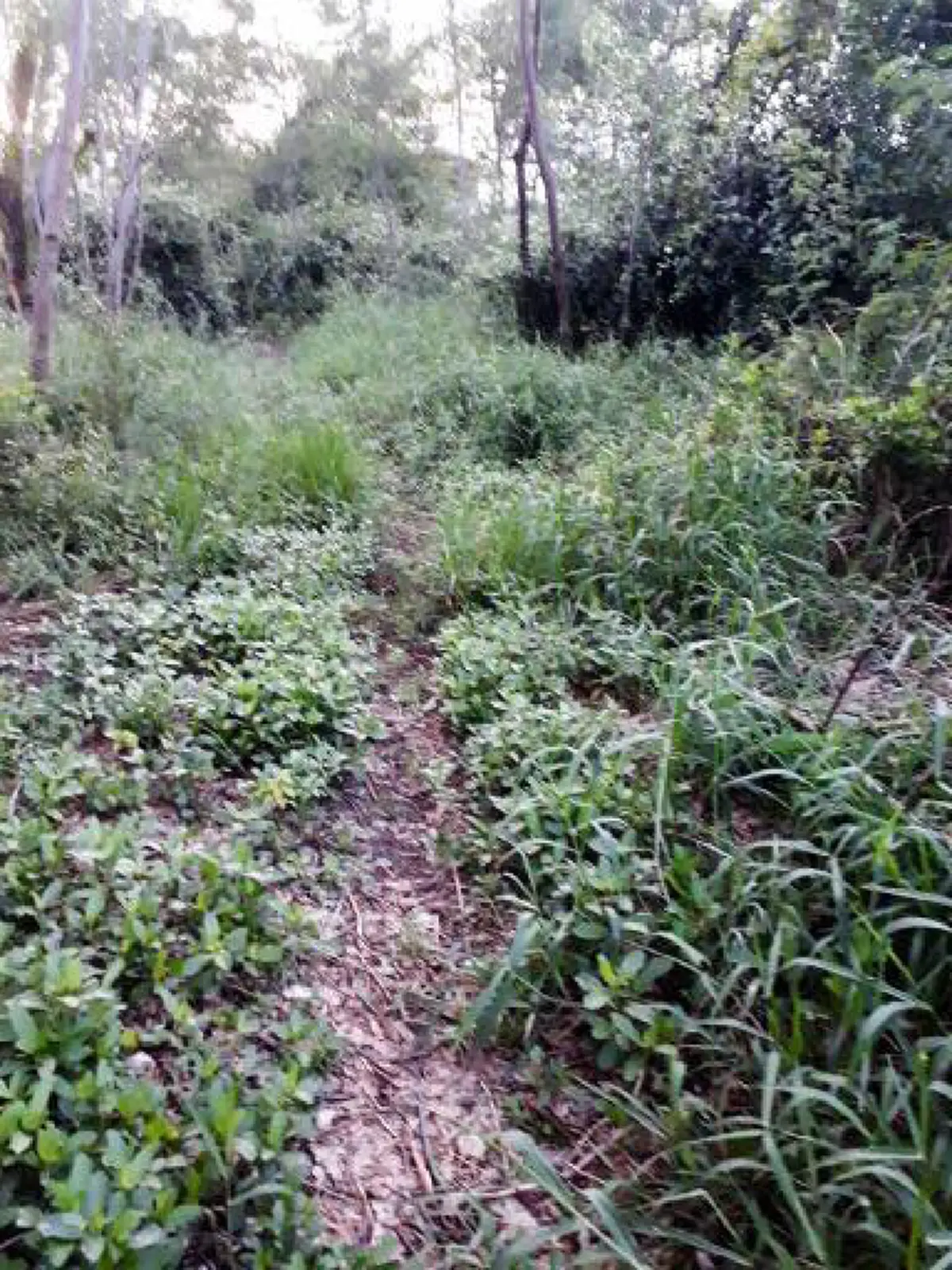 น่าสงสารจับใจ ลุงชราอาศัยอยู่กับสุนัข 6 ตัว บ้านเป็นเพิงผุๆ จะล้มเมื่อไหร่ก็ไม่รู้ เวลาฝนตกต้องยืนหลับ ?? วอนโซเชียลช่วยลุงที (ภาพชุด)