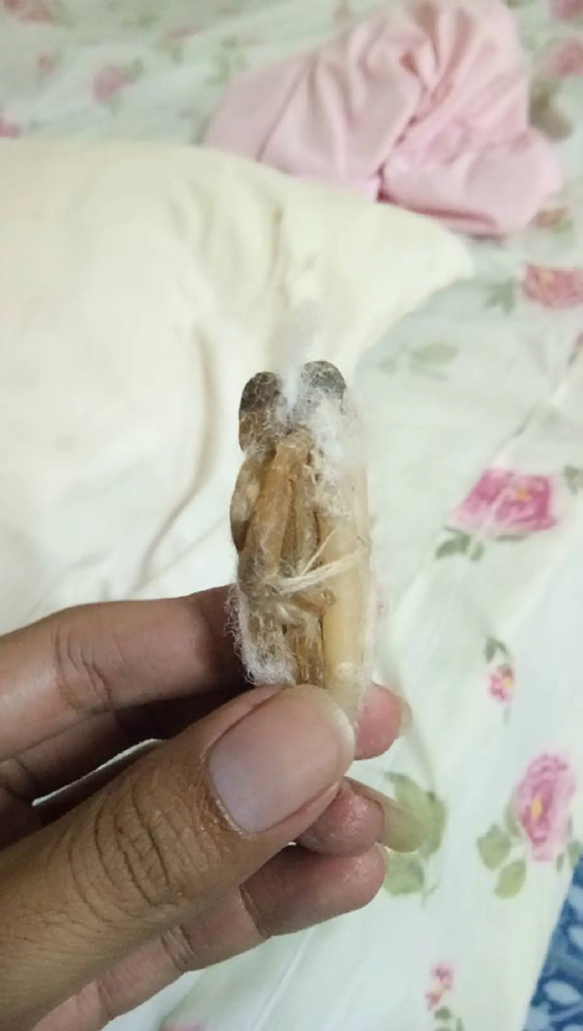 จิตตก..นอนเเทบไม่หลับ??!! ย้ายหอหักใหม่..พบบางสิ่งบางอย่างในหมอน..กรีดออกมาดูชัดๆ2ตา!!สุดสะพรึง..ขนหัวลุก!!ว่าเเต่มันคืออะไรกันเเน่??(ชมภาพ)