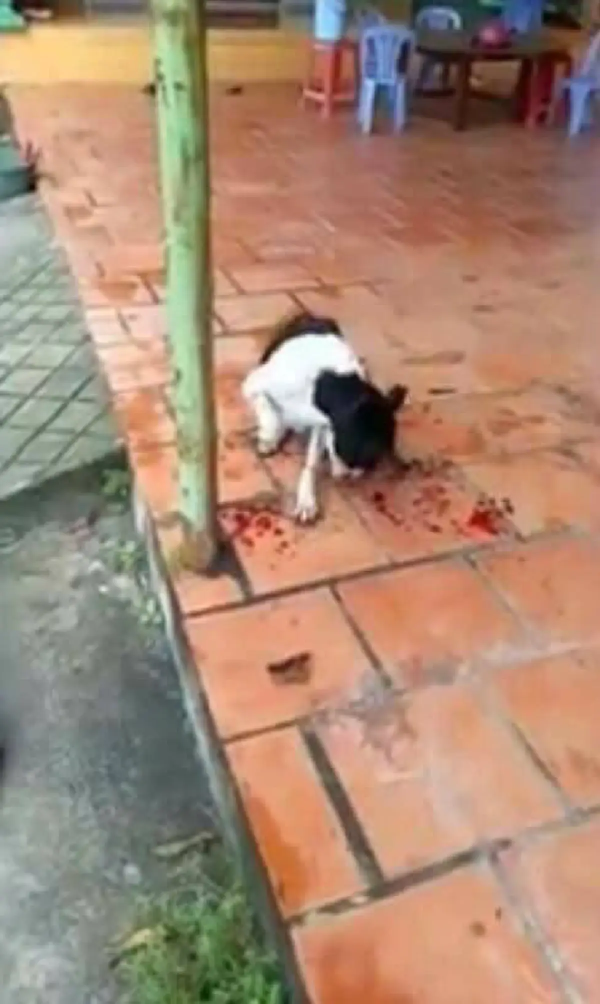 ชาวเน็ตสาปแช่ง!!หญิงเวียดนามสุดป่าเถื่อน ฉุน"หมา"ลุยฝนขาเปียกเปื้อนมาเดินหน้าบ้าจนพื้นเปื้อน ตัดสินใจสุดโหดกับเหุผลทำเปื้อนขาไหน สับขานั้น!!