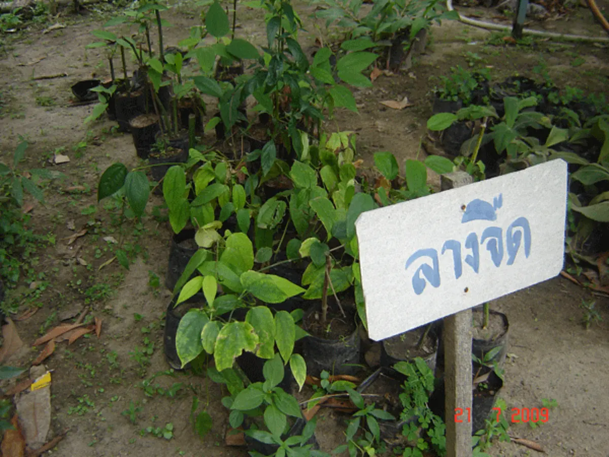 ประโยชน์มากขนาดนี้..มองข้ามไปได้ไง ??!! เปิด สุดยอดสมุนไพรโบราณ เรียกได้ว่าเป็น “ราชาแห่งการถอนพิษ” แถมมีฤทธิ์ต้านมะเร็งและได้ผลอย่างชะงัดอี