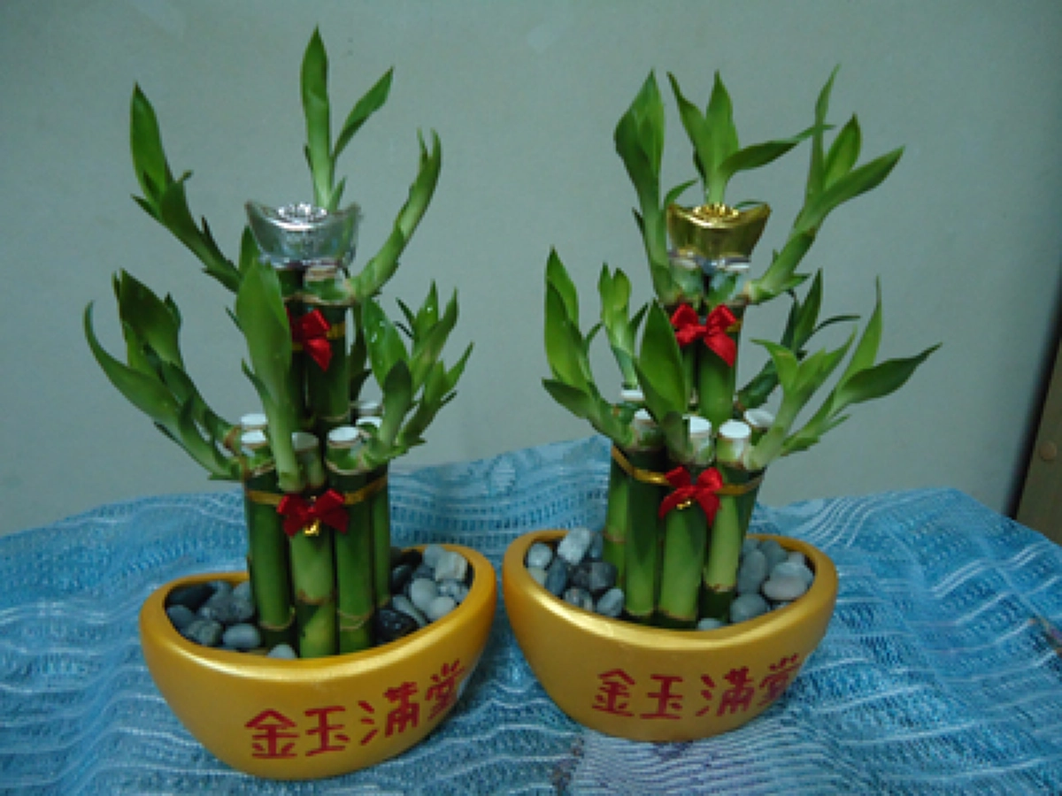 5 ต้นไม้มงคล เสริมดวงชาวออฟฟิศควรมีติดโต๊ะทำงาน!