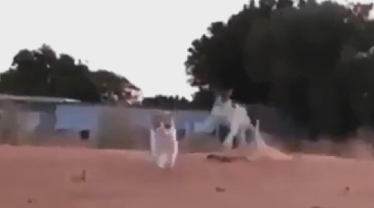 ถึงกับสตั้นไป 3 วิ!! "น้องเเมว" กำลังเดินอยู่ดีดี จู่ๆแมวอีกตัววิ่งมาชนกระเด็น งานนี้มีเอาคืนแน่ๆ!! (ชมคลิป)