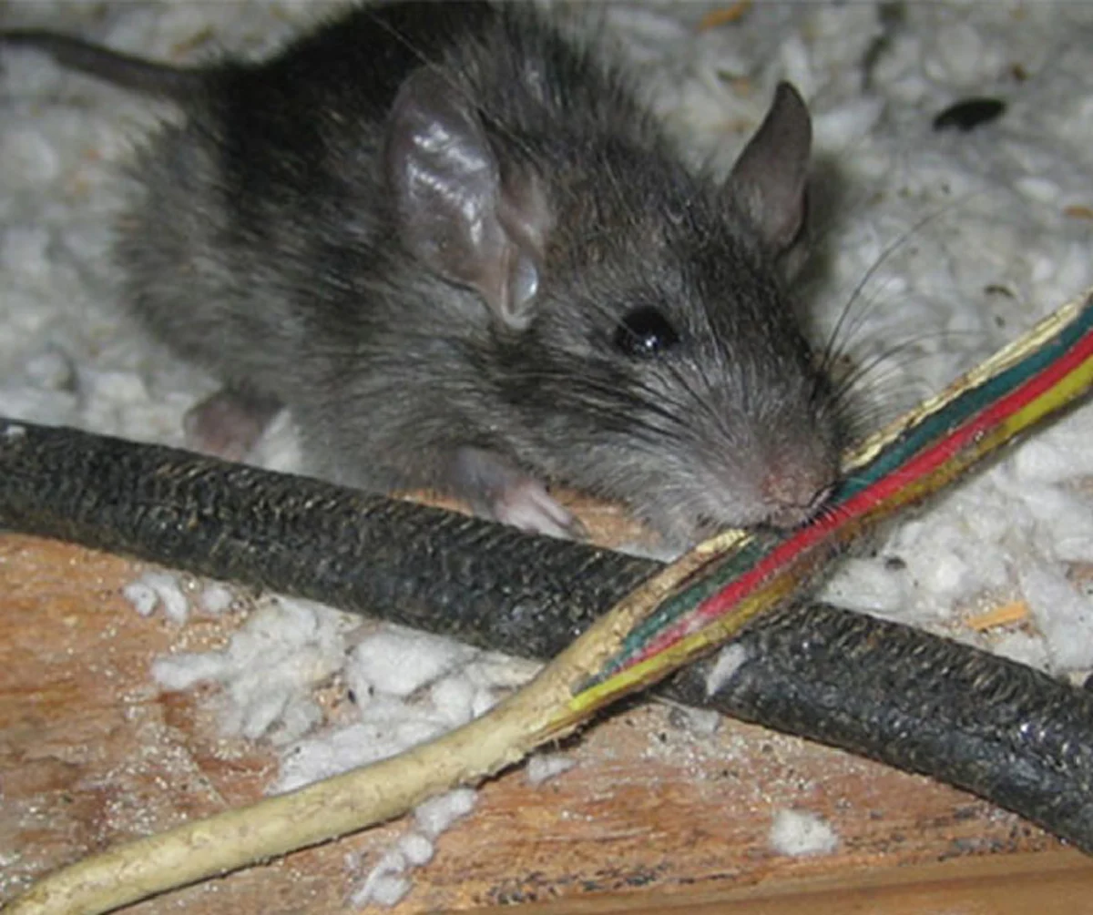 เคล็ดลับสุดยอด "การกำจัดหนู"ที่เข้ามากัดสายไฟในกระโปรงรถยนต์จนขาด ด้วยวิธีง่ายๆ ได้ผลชัวร์ 100% รีบแชร์เก็บไว้ใช้ด่วน