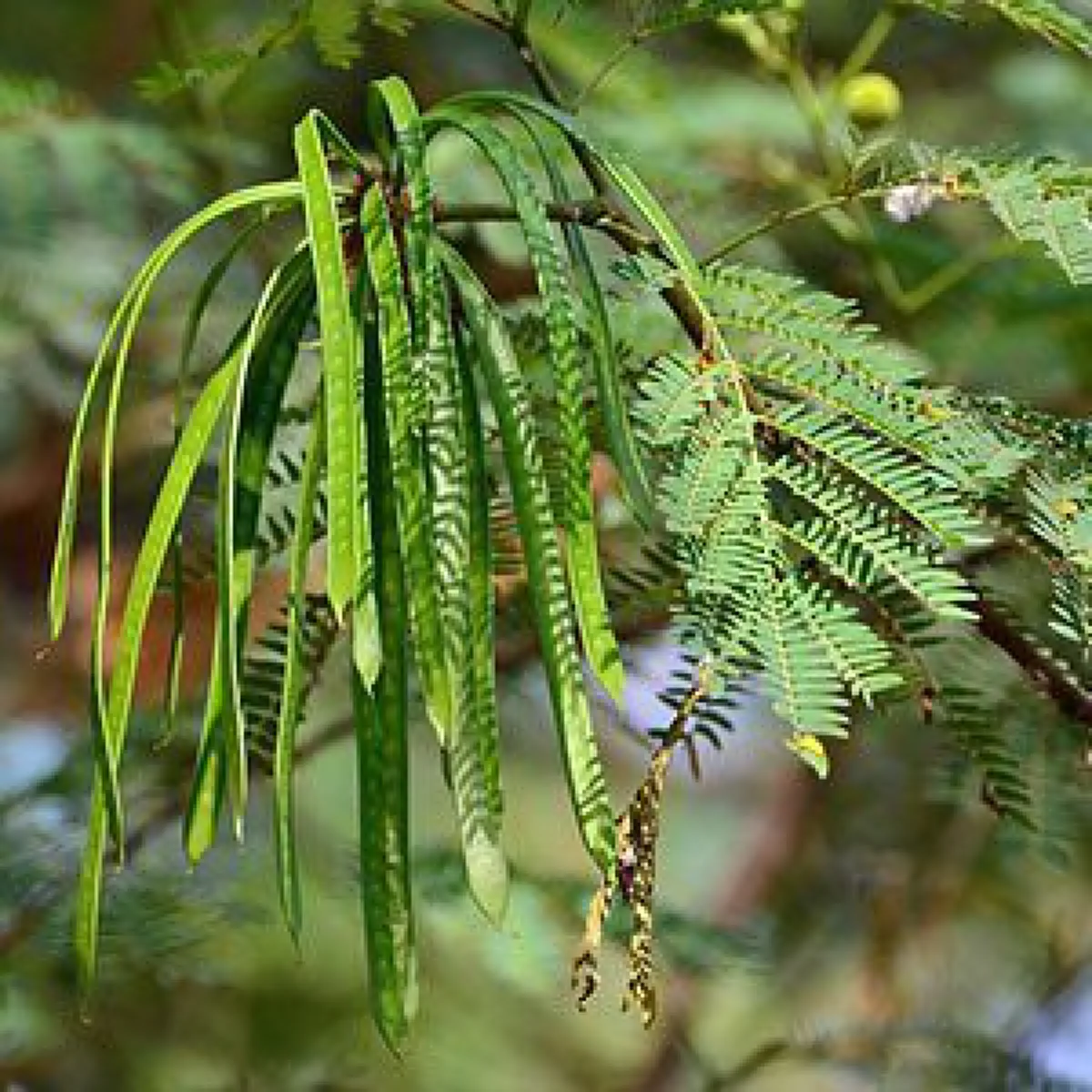 แชร์เก็บไว้เลย !! รู้กันหรือยัง "กระถิน" ผักพื้นบ้านเป็นยาอายุวัฒนะ รู้เเล้วรีบหามาทานด่วน!!??