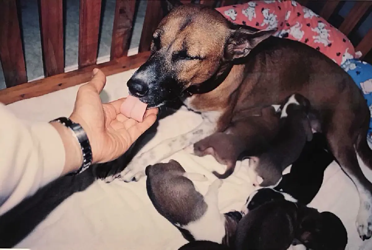 สุนัขผู้จงรักภักดี!! ๗ พฤศจิกายน วันคล้ายวันเกิด "คุณทองแดง" จากสุนัขจรจัดแถวถนนพระราม ๙ สู่ "สุนัขทรงเลี้ยง" ของ ในหลวงรัชกาลที่ ๙ !!