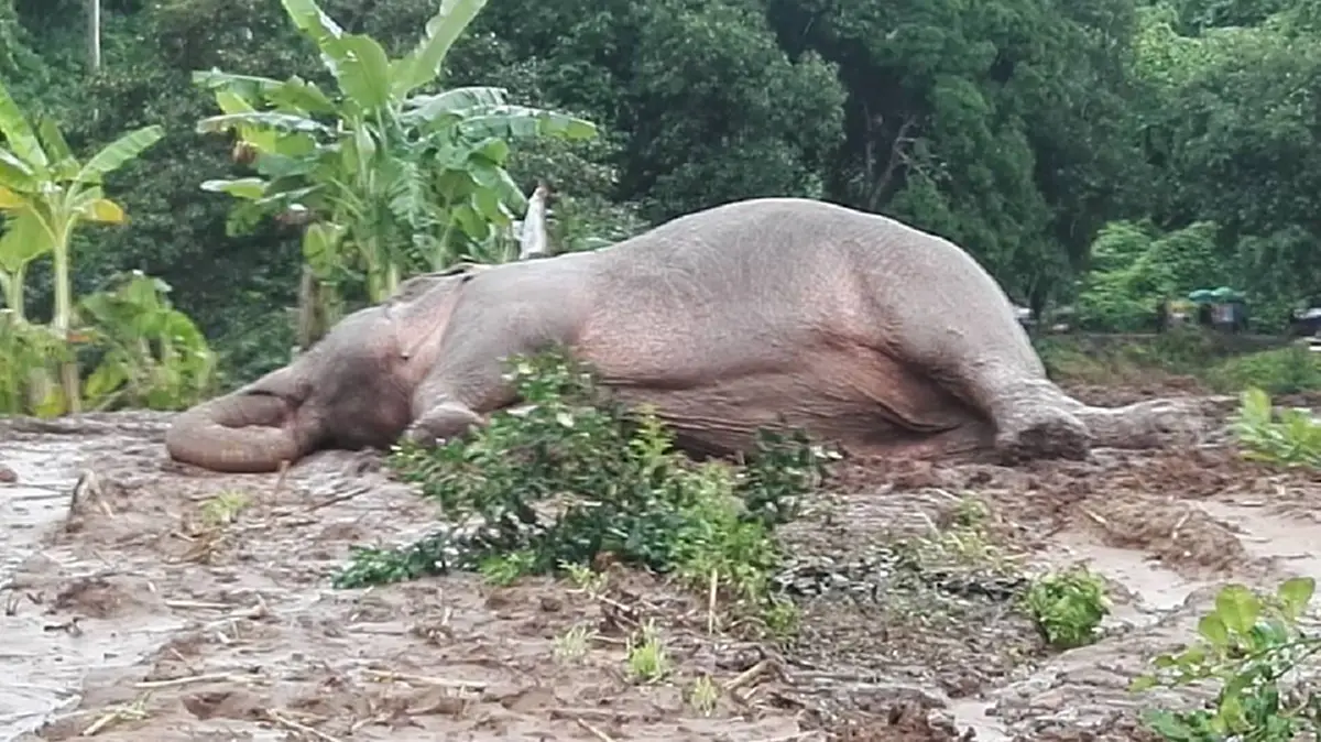 ด่วนสุดๆๆๆ!!! อนุโมทนาบุญทุกน้ำใจเมตตา ปฏิบัติการช่วยช้างป่าพลัดจมน้ำคลองนานเฉียด 20 ชม. เป็นผลสำเร็จแล้ว!?! (มีคลิป)