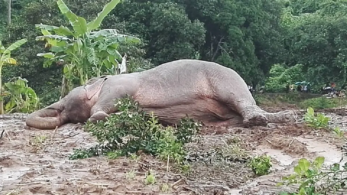 ด่วนสุดๆๆๆ!!! อนุโมทนาบุญทุกน้ำใจเมตตา ปฏิบัติการช่วยช้างป่าพลัดจมน้ำคลองนานเฉียด 20 ชม. เป็นผลสำเร็จแล้ว!?! (มีคลิป)