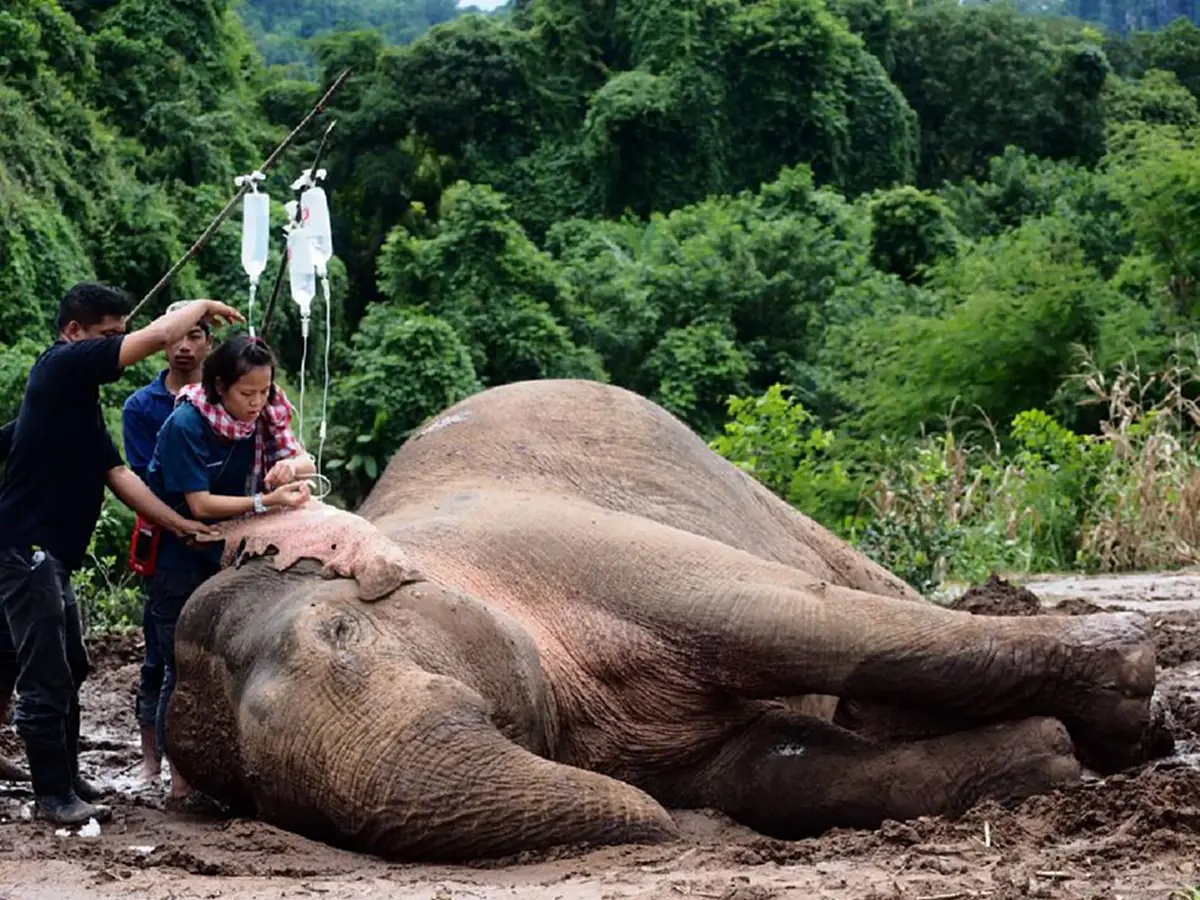 สู้ไปด้วยกันนะ!! อัพเดทอาการ "พลายชมพู" ช้างป่าพลัดจมน้ำคลอง ล่าสุดๆยังไม่ดีขึ้นพบมีเลือดออกไขสันหลัง สัตวแพทย์เฝ้าระวังอย่างใกล้ชิด??