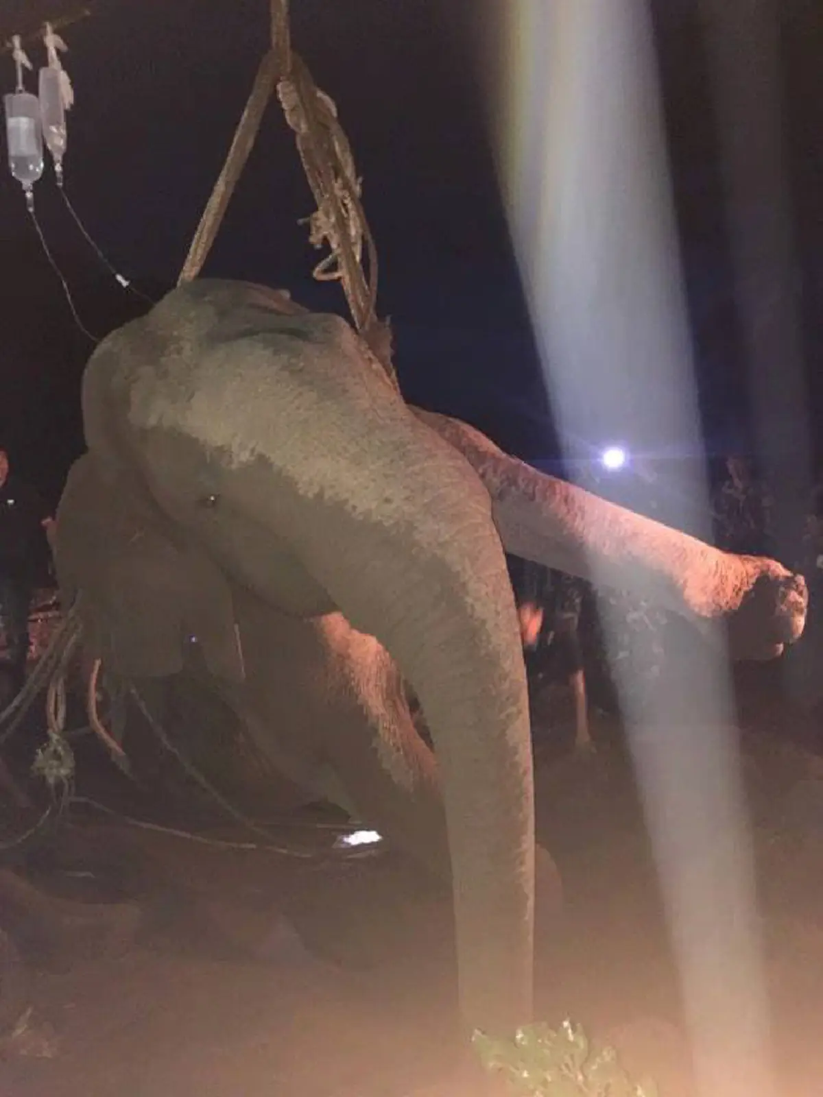 ข่าวดีสุดๆๆ!! ลุ้นมาทั้งคืน.."พลายชมพู" ช้างป่าพลัดจมน้ำคลอง ชาวบ้านเฮลั่นลุยตัดอ้อย กล้วย จัดมื้อใหญ่  ปลื้มใจคณะสัตวแพทย์ทำให้มันยืนได้??