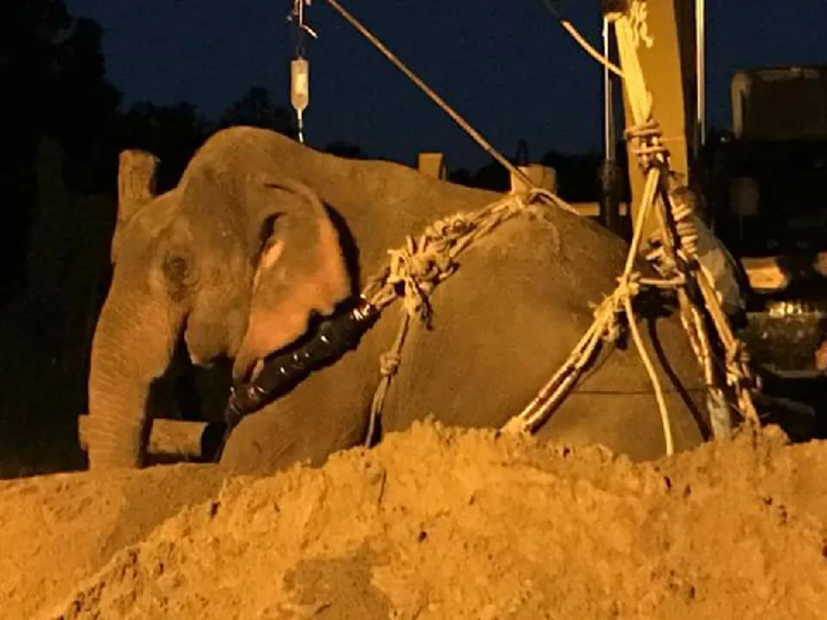 สู้ไปด้วยกันนะ!! อัพเดทอาการ "พลายชมพู" ช้างป่าพลัดจมน้ำคลอง ล่าสุดๆยังไม่ดีขึ้นพบมีเลือดออกไขสันหลัง สัตวแพทย์เฝ้าระวังอย่างใกล้ชิด??