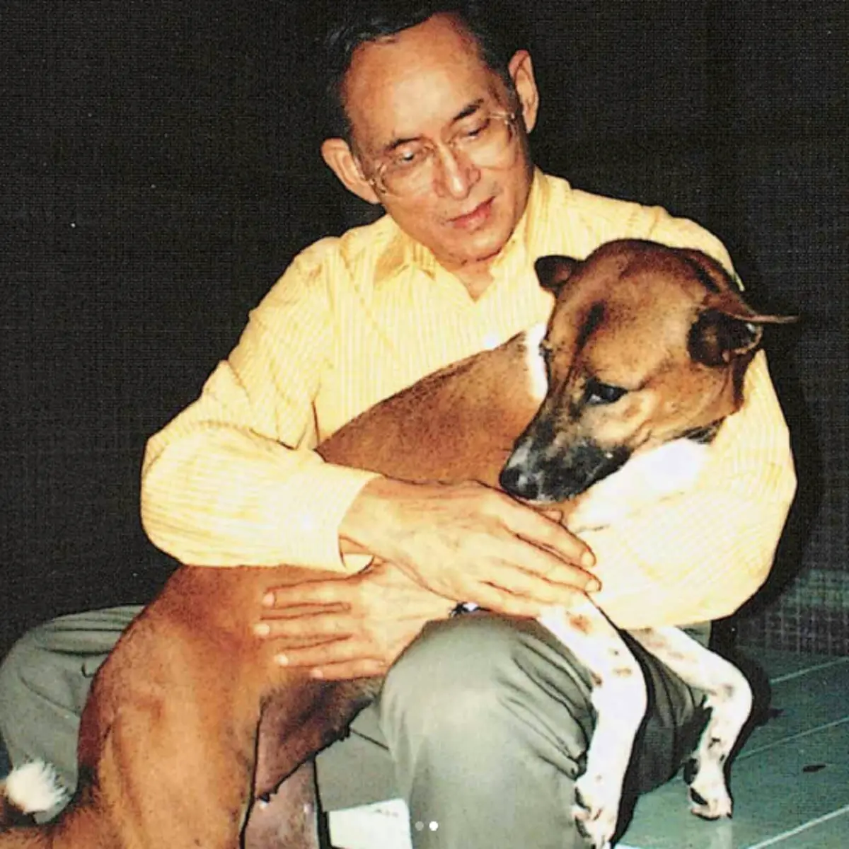 สุนัขผู้จงรักภักดี!! ๗ พฤศจิกายน วันคล้ายวันเกิด "คุณทองแดง" จากสุนัขจรจัดแถวถนนพระราม ๙ สู่ "สุนัขทรงเลี้ยง" ของ ในหลวงรัชกาลที่ ๙ !!