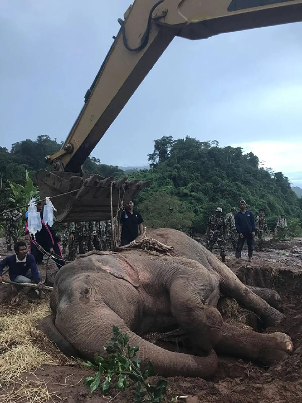 ข่าวดีสุดๆๆ!! ลุ้นมาทั้งคืน.."พลายชมพู" ช้างป่าพลัดจมน้ำคลอง ชาวบ้านเฮลั่นลุยตัดอ้อย กล้วย จัดมื้อใหญ่  ปลื้มใจคณะสัตวแพทย์ทำให้มันยืนได้??