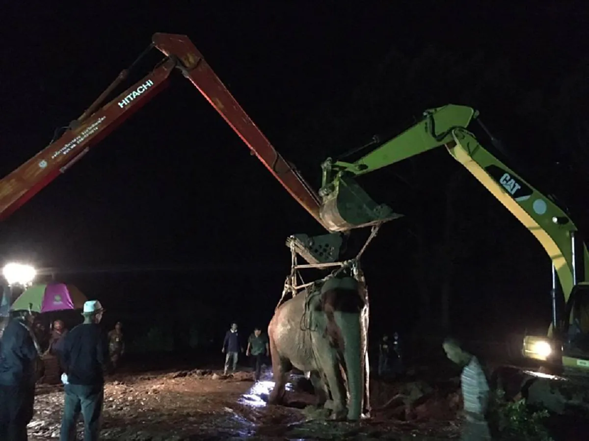 ข่าวดีสุดๆๆ!! ลุ้นมาทั้งคืน.."พลายชมพู" ช้างป่าพลัดจมน้ำคลอง ชาวบ้านเฮลั่นลุยตัดอ้อย กล้วย จัดมื้อใหญ่  ปลื้มใจคณะสัตวแพทย์ทำให้มันยืนได้??