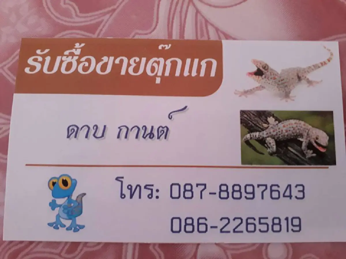 อะไรมันจะขนาดนั้น !!! สาวประกาศรับซื้อ "ตุ๊กแก" ให้ราคาดีเป็นหลักล้าน (มีคลิป)