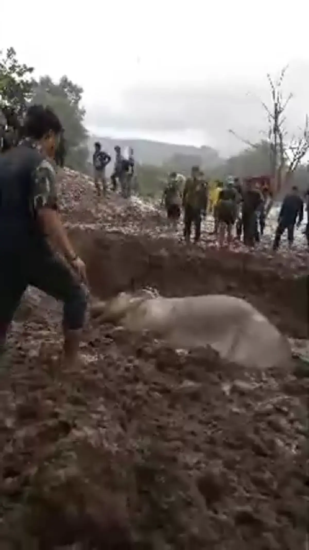 ด่วนสุดๆๆๆ!!! อนุโมทนาบุญทุกน้ำใจเมตตา ปฏิบัติการช่วยช้างป่าพลัดจมน้ำคลองนานเฉียด 20 ชม. เป็นผลสำเร็จแล้ว!?! (มีคลิป)