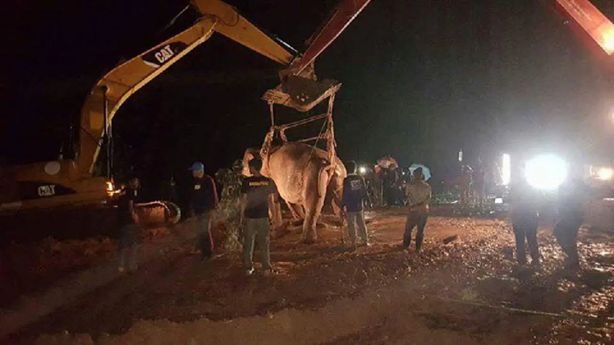 ข่าวดีสุดๆๆ!! ลุ้นมาทั้งคืน.."พลายชมพู" ช้างป่าพลัดจมน้ำคลอง ชาวบ้านเฮลั่นลุยตัดอ้อย กล้วย จัดมื้อใหญ่  ปลื้มใจคณะสัตวแพทย์ทำให้มันยืนได้??