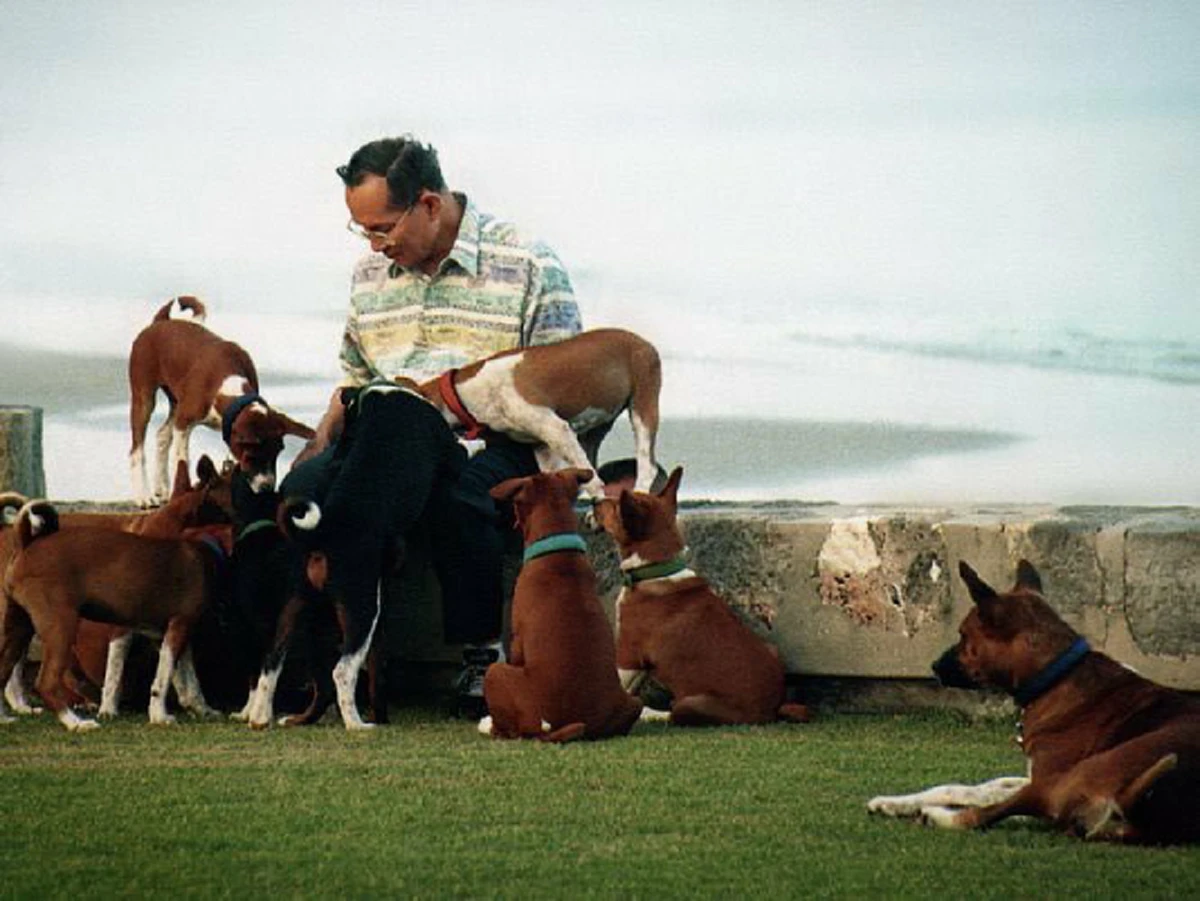 สุนัขผู้จงรักภักดี!! ๗ พฤศจิกายน วันคล้ายวันเกิด "คุณทองแดง" จากสุนัขจรจัดแถวถนนพระราม ๙ สู่ "สุนัขทรงเลี้ยง" ของ ในหลวงรัชกาลที่ ๙ !!