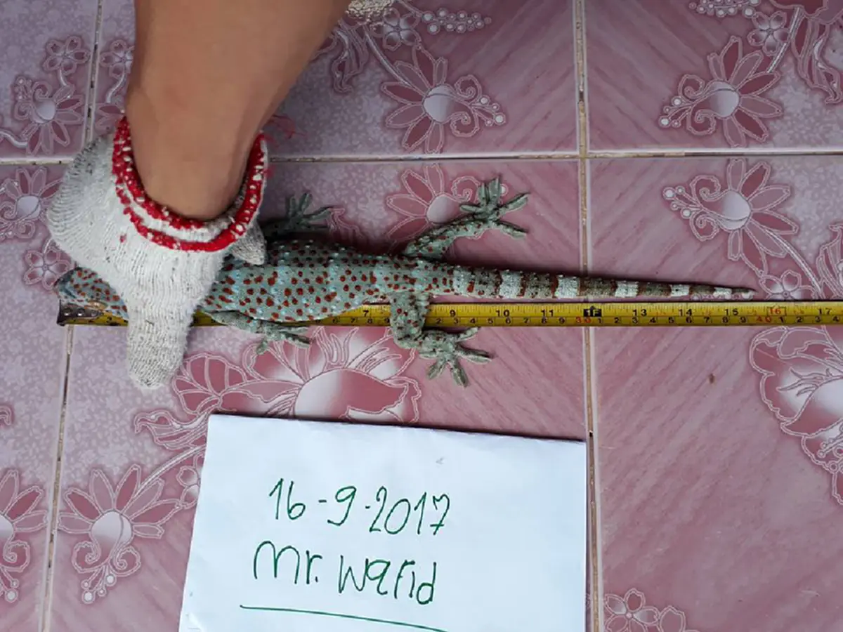 อะไรมันจะขนาดนั้น !!! สาวประกาศรับซื้อ "ตุ๊กแก" ให้ราคาดีเป็นหลักล้าน (มีคลิป)