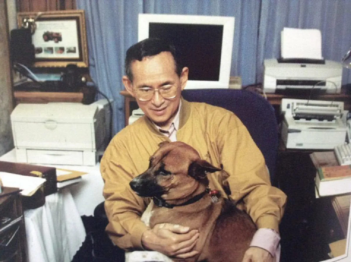 สุนัขผู้จงรักภักดี!! ๗ พฤศจิกายน วันคล้ายวันเกิด "คุณทองแดง" จากสุนัขจรจัดแถวถนนพระราม ๙ สู่ "สุนัขทรงเลี้ยง" ของ ในหลวงรัชกาลที่ ๙ !!