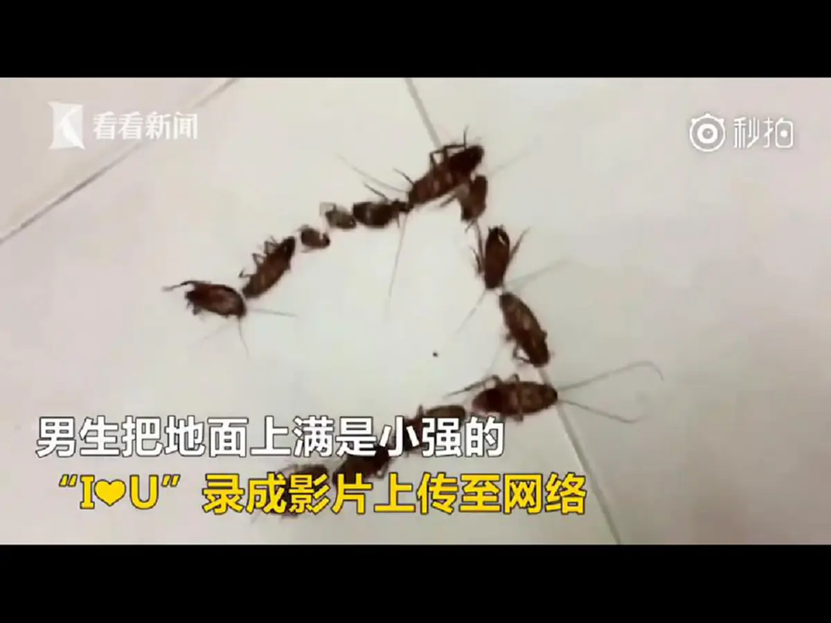 ใครตอบรับก็บ้าแล้ว!! หนุ่มจีนสุดพิเรนทร์บอกรักสาวด้วย “แมลงสาบ” เจอเเบบนี้อยู่เป็นโสดต่อไปเถอะ!! (มีคลิป)