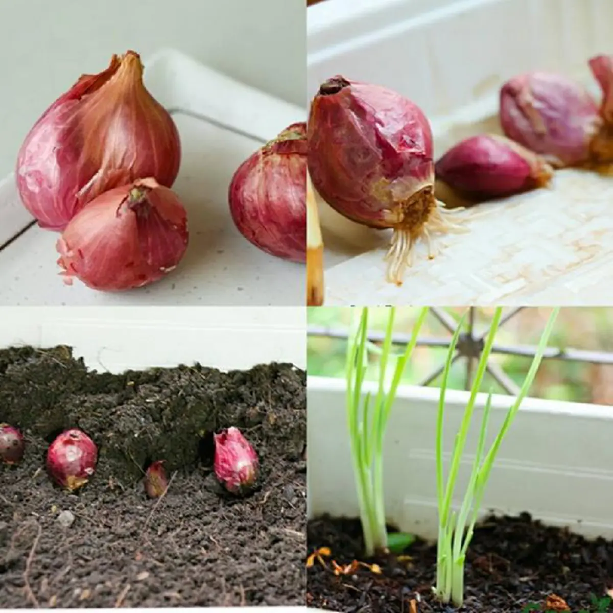 ห้ามทิ้ง! เศษผัก 18 ชนิด สามารถนำมาปลูกซ้ำได้ ประหยัดเงิน แถมทำง่ายนิดเดียว!!!