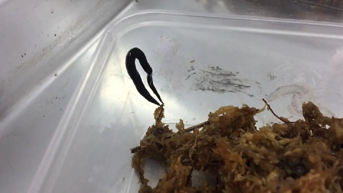 อันตราย !!! มีรายงานพบหนอนตัวแบนนิวกินี ในม.เกษตรศาสตร์ บางเขน สงขลา และโคราชแล้ว (คลิป)