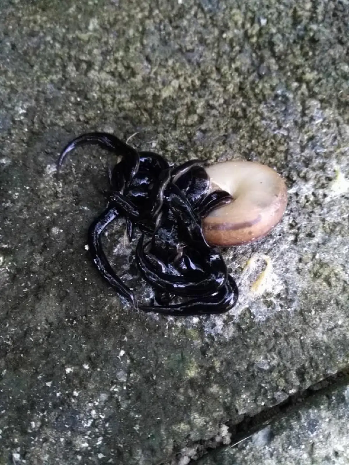 อันตราย !!! มีรายงานพบหนอนตัวแบนนิวกินี ในม.เกษตรศาสตร์ บางเขน สงขลา และโคราชแล้ว (คลิป)