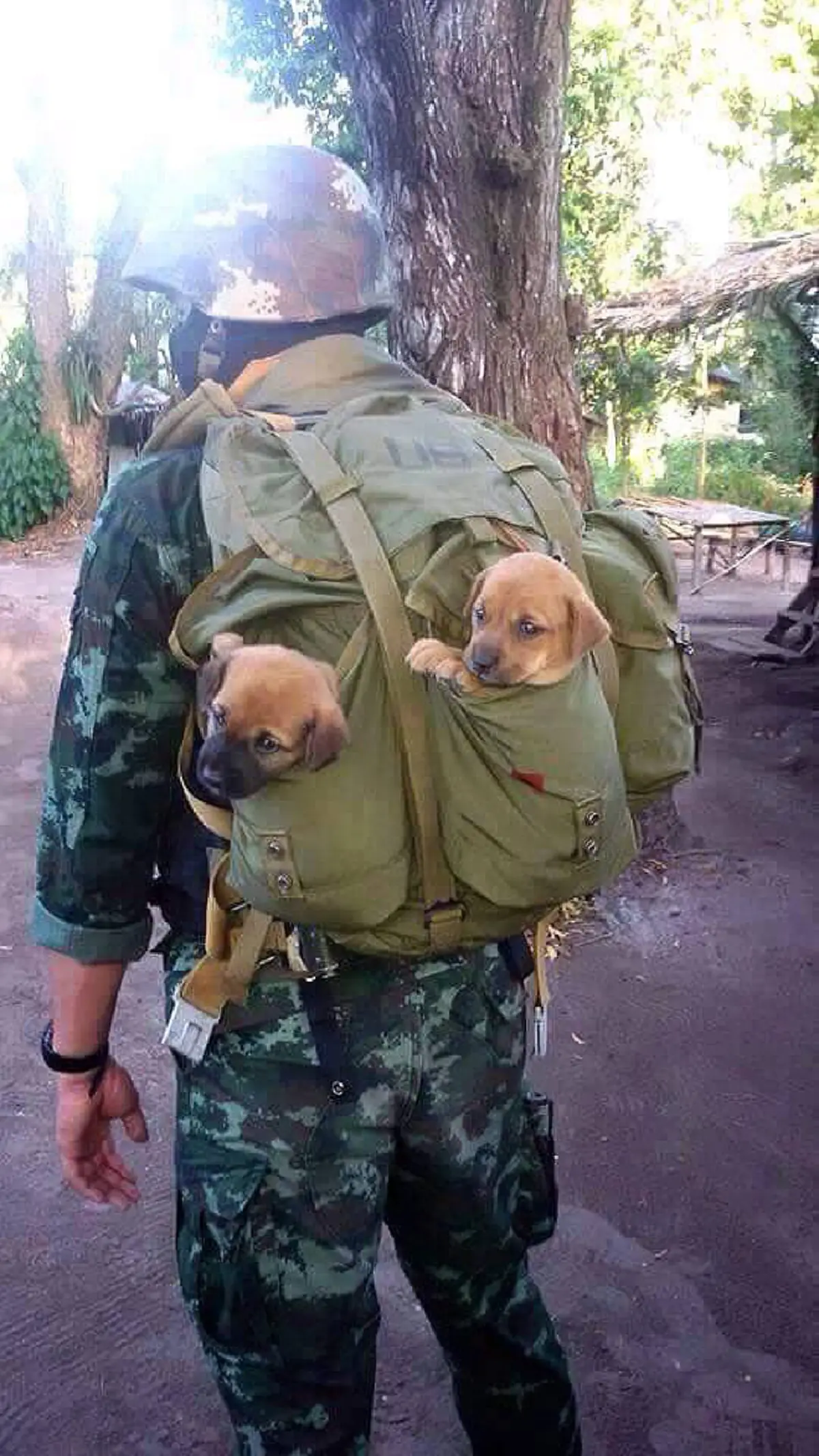 เกียรติยศศักดิ์ศรีที่ไม่แพ้มนุษย์ !!! เปิดภาพ"พิธีอำลาสุนัขทหารไทย" อีกหนึ่งผู้อยู่เบื้องหลังถวายการรักษาความปลอดภัยในพระราชพิธีต่างๆ