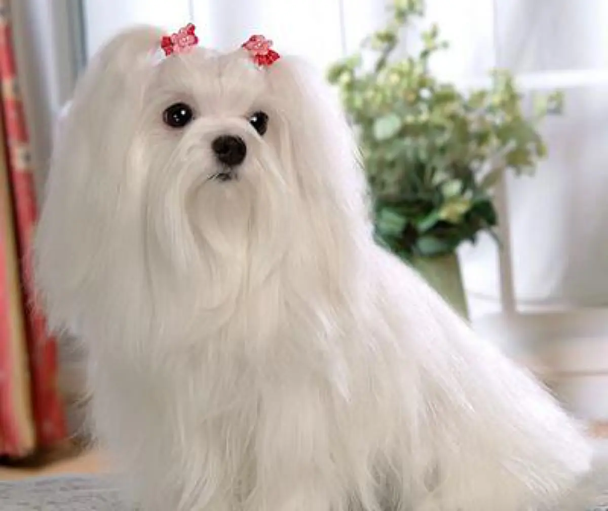 ตัดผิดชีวิตเปลี่ยน...แปลงโฉมหมาหล่อ จากยูนิคอร์นกลายเป็นไฮยีน่า ขอโทษนะลูก!