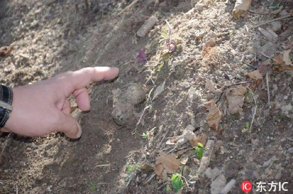 สำเร็จแล้ว!! จีนเพาะเห็ดทรัฟเฟิลซึ่งเป็นหนึ่งในเห็ดกินได้ที่มีมูลค่ามากที่สุดในโลก หลังพยายามกว่า 10 ปี