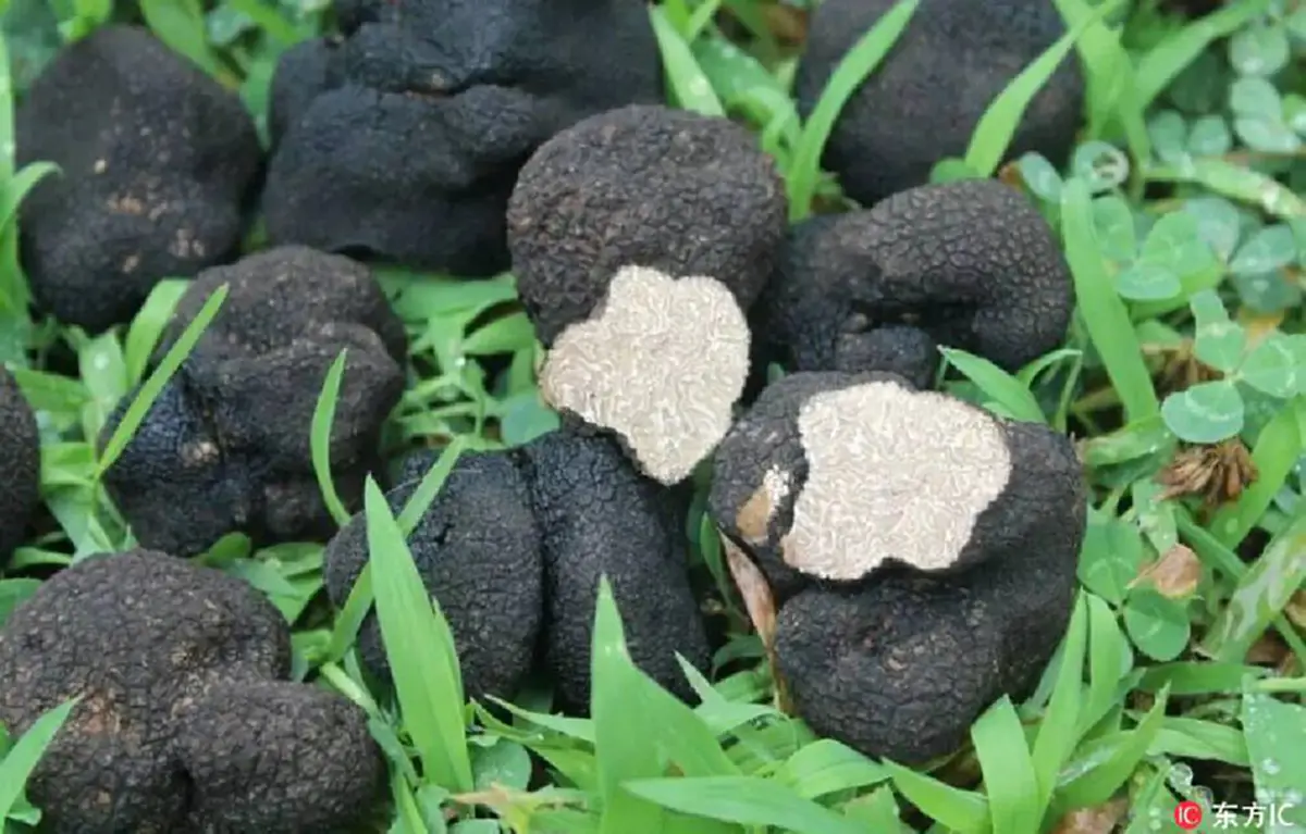 สำเร็จแล้ว!! จีนเพาะเห็ดทรัฟเฟิลซึ่งเป็นหนึ่งในเห็ดกินได้ที่มีมูลค่ามากที่สุดในโลก หลังพยายามกว่า 10 ปี