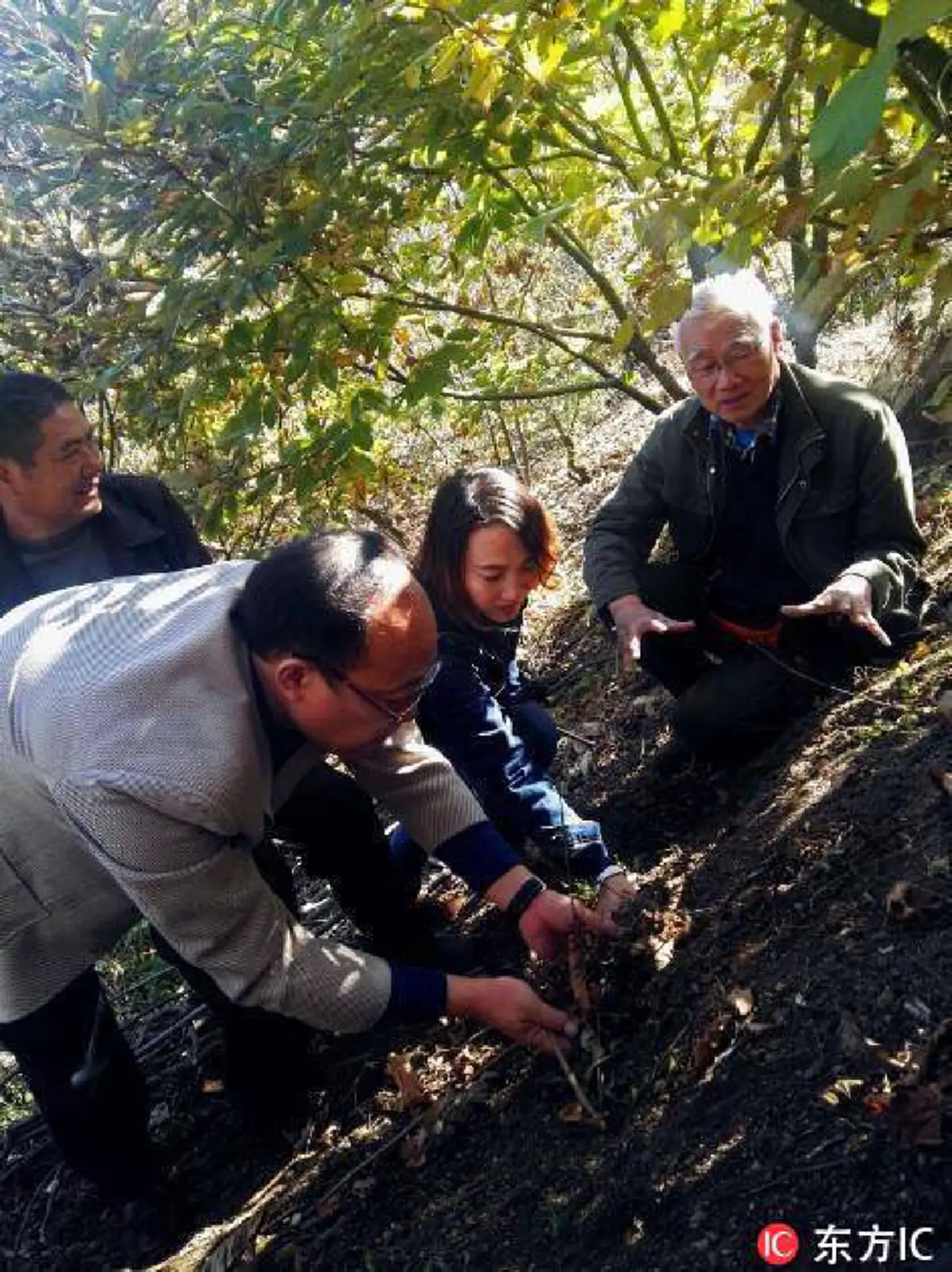 สำเร็จแล้ว!! จีนเพาะเห็ดทรัฟเฟิลซึ่งเป็นหนึ่งในเห็ดกินได้ที่มีมูลค่ามากที่สุดในโลก หลังพยายามกว่า 10 ปี