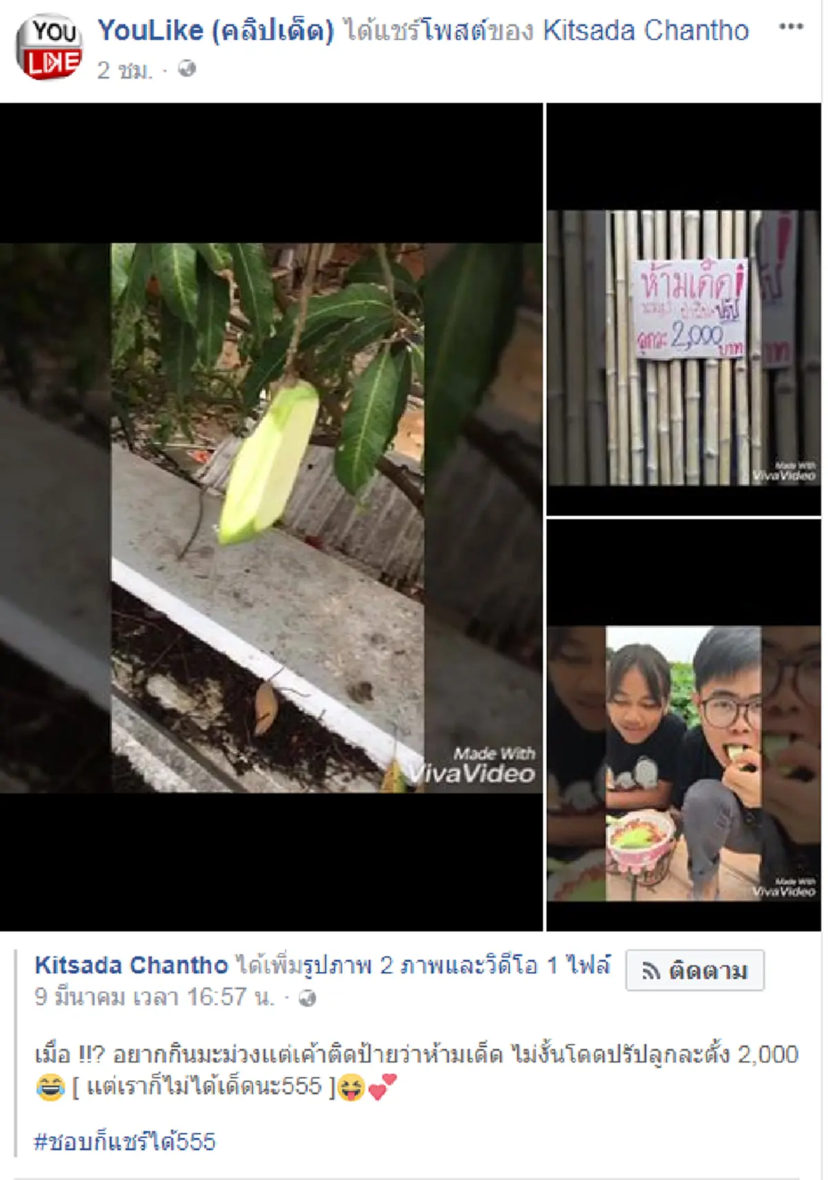 เล่นงี้จริงดิ!! โซเชียลเม้นต์กระหน่ำ หนุ่มปีนต้นมะม่วงข้างบ้าน เจ้าของติดป้ายห้ามเด็ด แต่ใช้วิธีอื่น..เอามานั่งกินสบายใจ  งานนี้อาจฮาไม่ออก