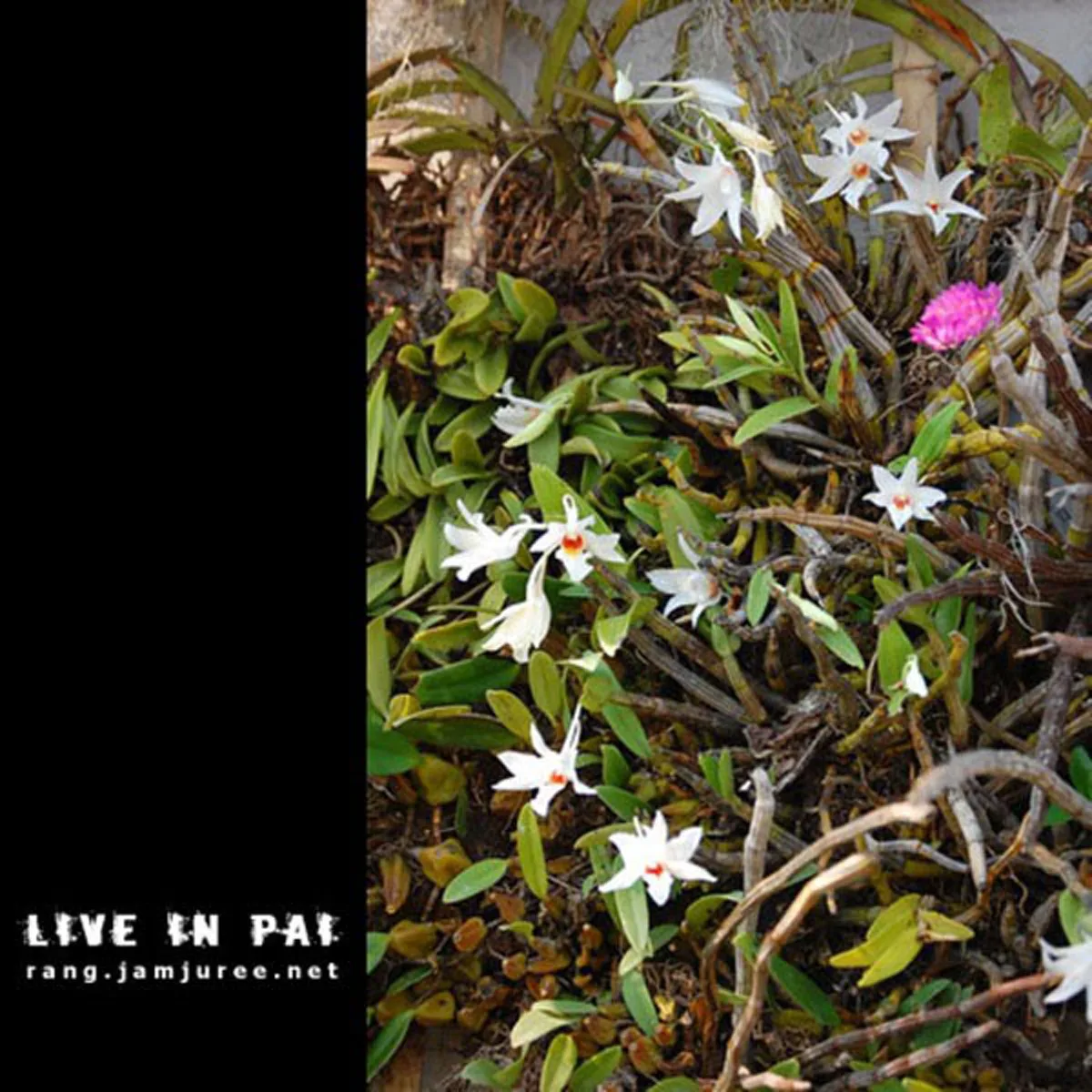 ไอเดียโคตรบรรเจิด!!สามคนพี่น้อง ช่วยกันสร้างกระท่อมไม้ไผ่ไว้อยู่เองหลังเล็กๆ แต่แข็งแรง อยู่ได้ถาวร..พอได้เห็นข้างในแทบตาค้าง มันสุดยอดจริงๆ