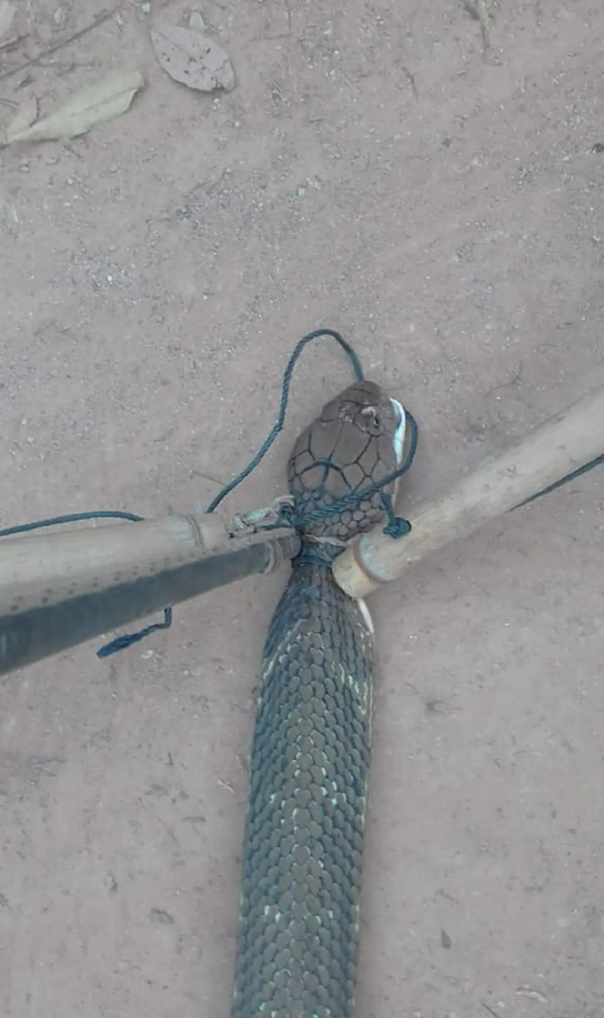 เตรียมรวยกันถ้วนหน้า!!! คอหวยตีเลขเด็ด 3 ตัวตรงๆ หลังงูจงอางยักษ์เลื้อยเข้าบ้านหนุ่มจ.ตรัง งวดนี้มีโชครับต้นปี แห่ซื้อลอตเตอรี่เกลี้ยงแผง