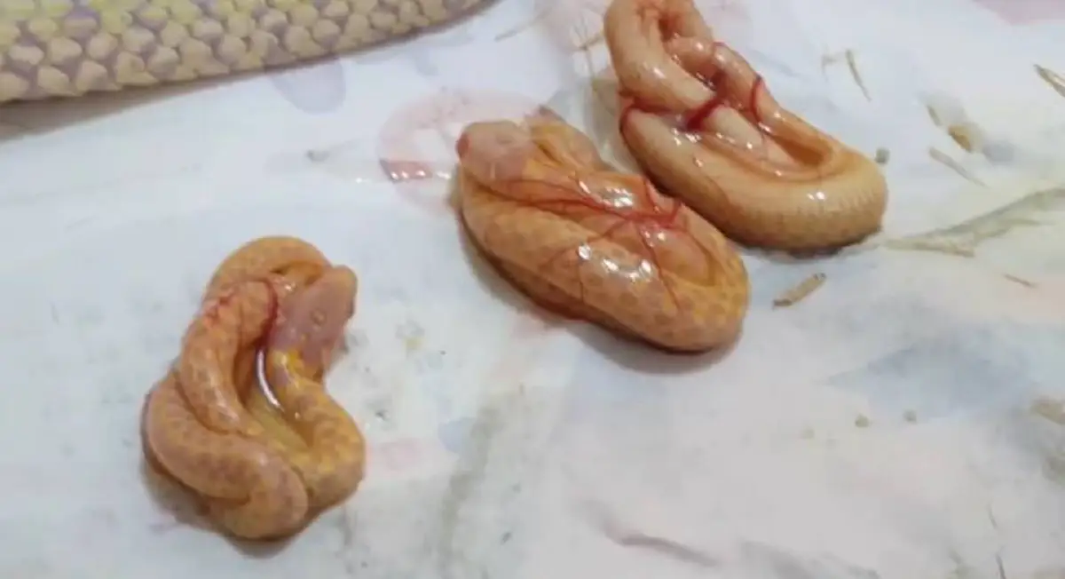 เกิดมาเพิ่งเคยเห็น!! คลิปหาดูยากม วินาทีระทึก...งูออกลูก งานนี้ทำตะลึงอ้าปากค้าง หลายคนเข้าใจผิดมาทั้งชีวิต!? (คลิป)