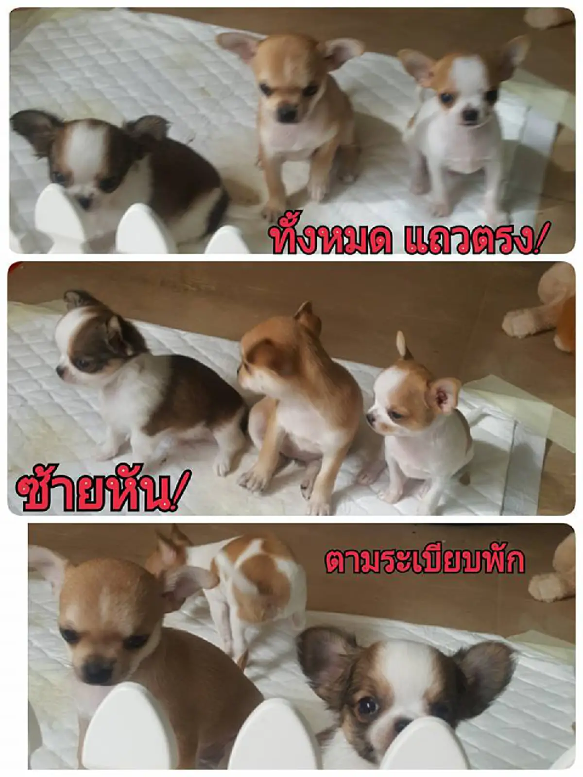 ดังเป็นพลุแตกข้ามคืน!! ตูบน้อยหน้าตาเอาเรื่อง จนเจ้าของต้องขึ้นป้ายเตือน "ระวังหมาดุ!" แต่ส่องขนาดตัวแล้ว..ฮาก๊ากทั้งโซเชียล!?! (มีภาพ)