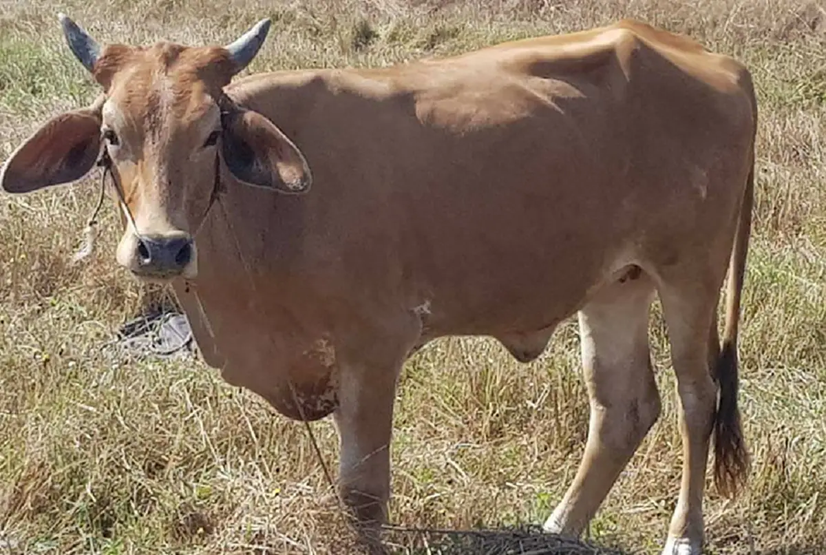 บุญใหญ่ กุศลแรงเริ่มต้นปี! ขอเชิญผู้ใจบุญ ร่วมไถ่ชีวิตโค 6 ตัว ท้องแก่ 2 ตัว ตั้งแต่วันนี้ ถึง 13 มกราคม 2561  #แชร์ต่อบอกบุญ (รายละเอียด)