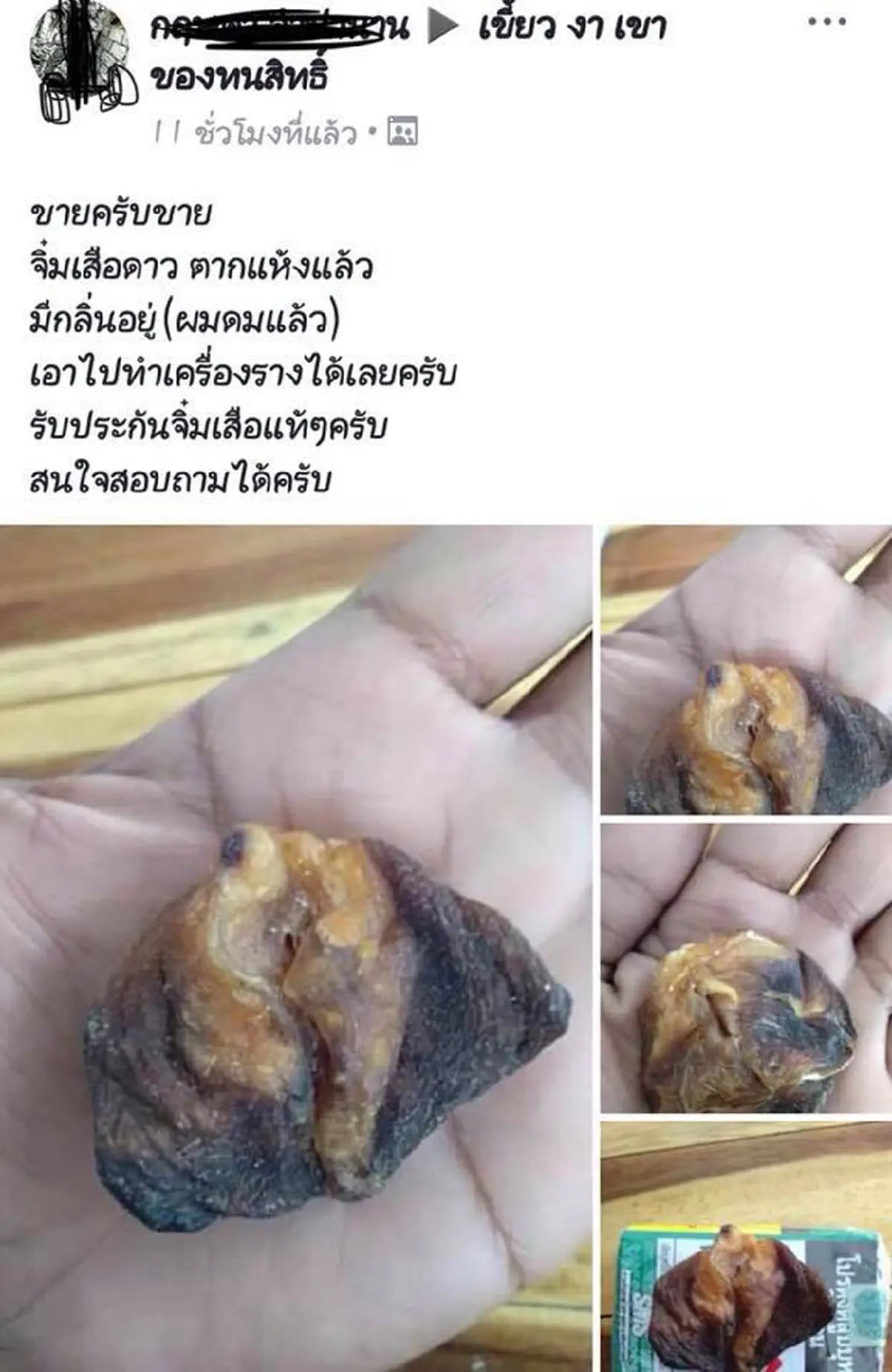 สรรพคุณสุดเว่อร์ ที่มาสุดเสื่อม!! "อวัยวะเพศเสือดาว"  ของสงวนเอามาเป็นของขลัง แถม!รับประกันของแท้ มีกลิ่น สูดดมแล้ว!!?