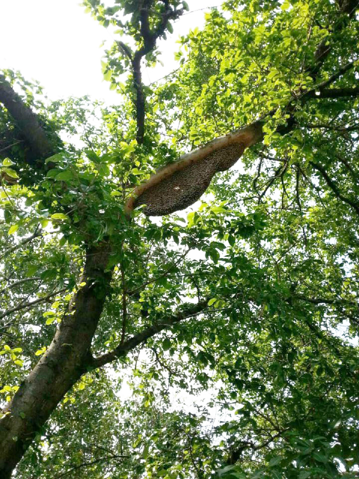 ฮือฮา !!! จนท.ร่วมมือกำจัด"รังผึ้งขนาดมหึมา"...ชาวเน็ตถึงกับอุทาน มันใหญ่มาก!!