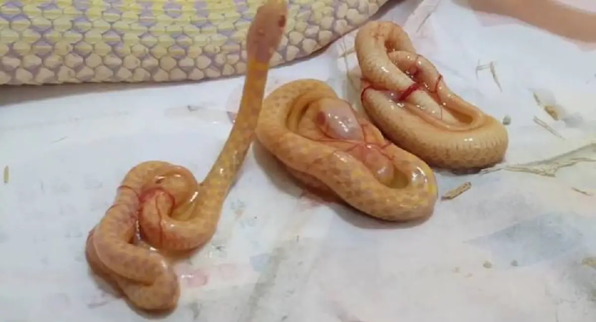 เกิดมาเพิ่งเคยเห็น!! คลิปหาดูยากม วินาทีระทึก...งูออกลูก งานนี้ทำตะลึงอ้าปากค้าง หลายคนเข้าใจผิดมาทั้งชีวิต!? (คลิป)