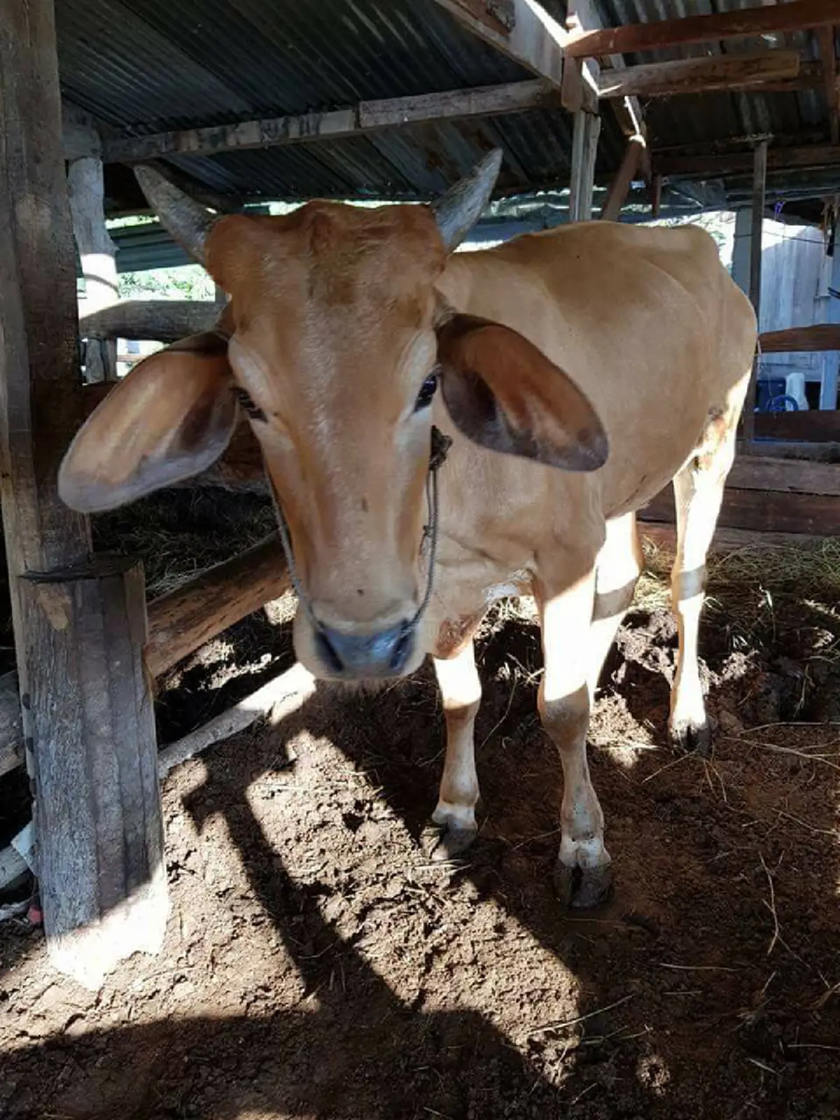บุญใหญ่ กุศลแรงเริ่มต้นปี! ขอเชิญผู้ใจบุญ ร่วมไถ่ชีวิตโค 6 ตัว ท้องแก่ 2 ตัว ตั้งแต่วันนี้ ถึง 13 มกราคม 2561  #แชร์ต่อบอกบุญ (รายละเอียด)