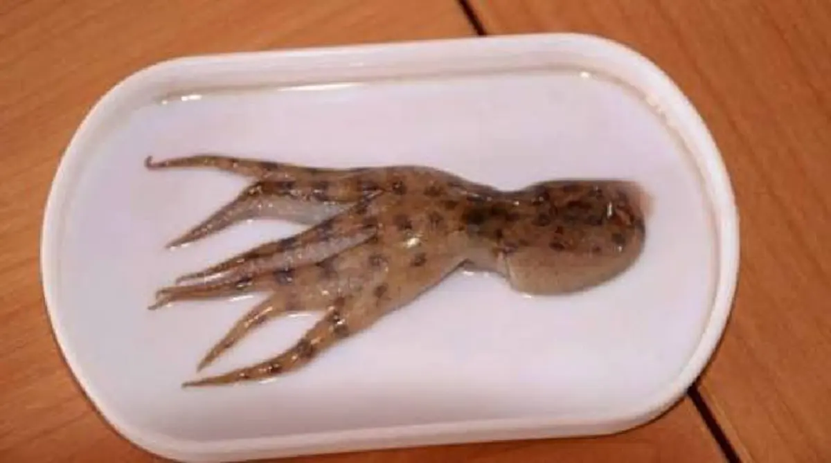 รู้ไว้ก่อนสายเกินแก้ !! "หมึกวงน้ำเงิน" พิษมากกว่างูเห่า 20 เท่า! กินแล้วอาจเสียชีวิตได้ใน..ไม่กี่นาที! ใครชอบกินปลาหมึกต้องอ่าน !! (รายละเอ